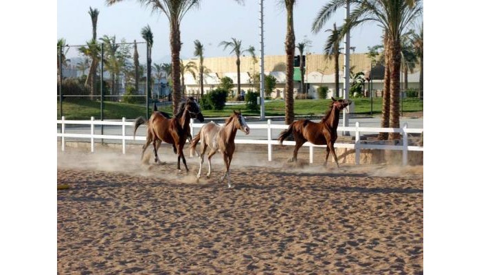 Hotel Concorde El Salam Sharm El Sheikh Sport poza 27