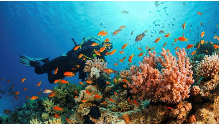 Poza pentru Kempinski Hotel Soma Bay 3056-1572355338 Kempinski Hotel Soma Bay poza 33